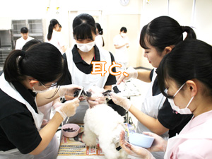 動物看護科のカラーリング実習♪